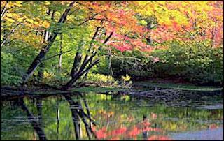 fall trees with river