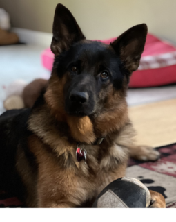 Sampson # 4